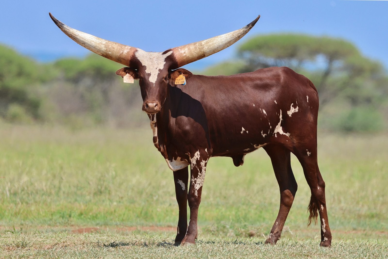 Arabica LCM22-008, sold at the 2026 National Ankole Auction